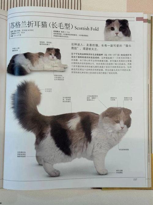 网红猫都有什么品种,从波斯到布偶，揭秘猫咪界的明星风采